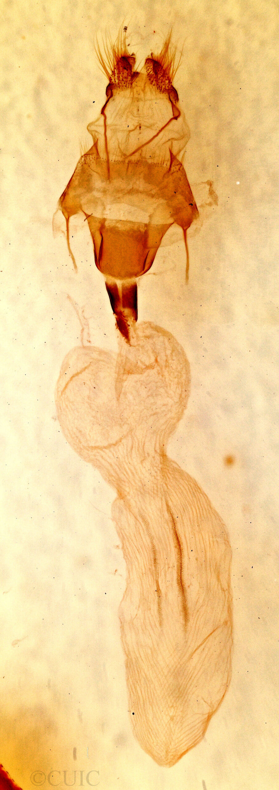 genitalia view of adult Lithophane consocia