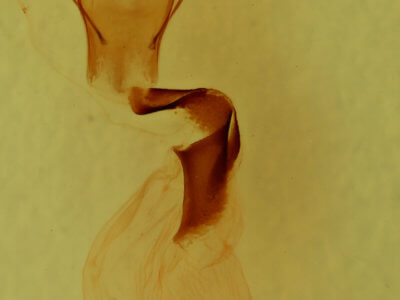 genitalia view of adult Lithophane lemmeri