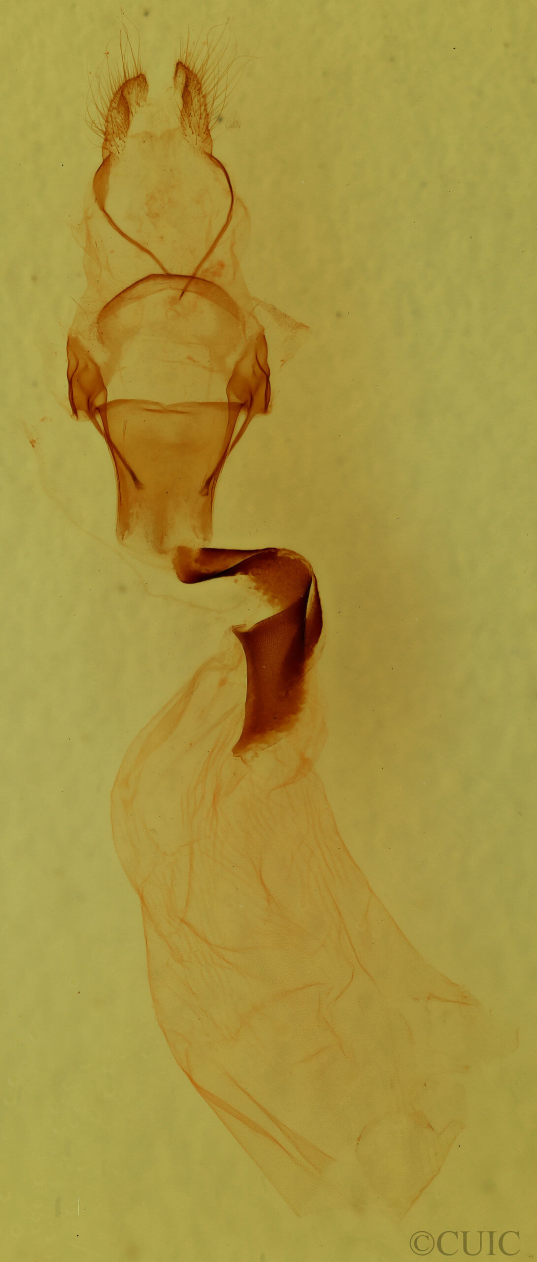 genitalia view of adult Lithophane lemmeri