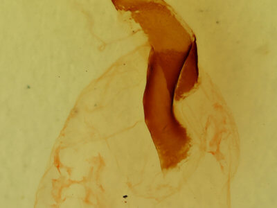 genitalia view of adult Lithophane longior