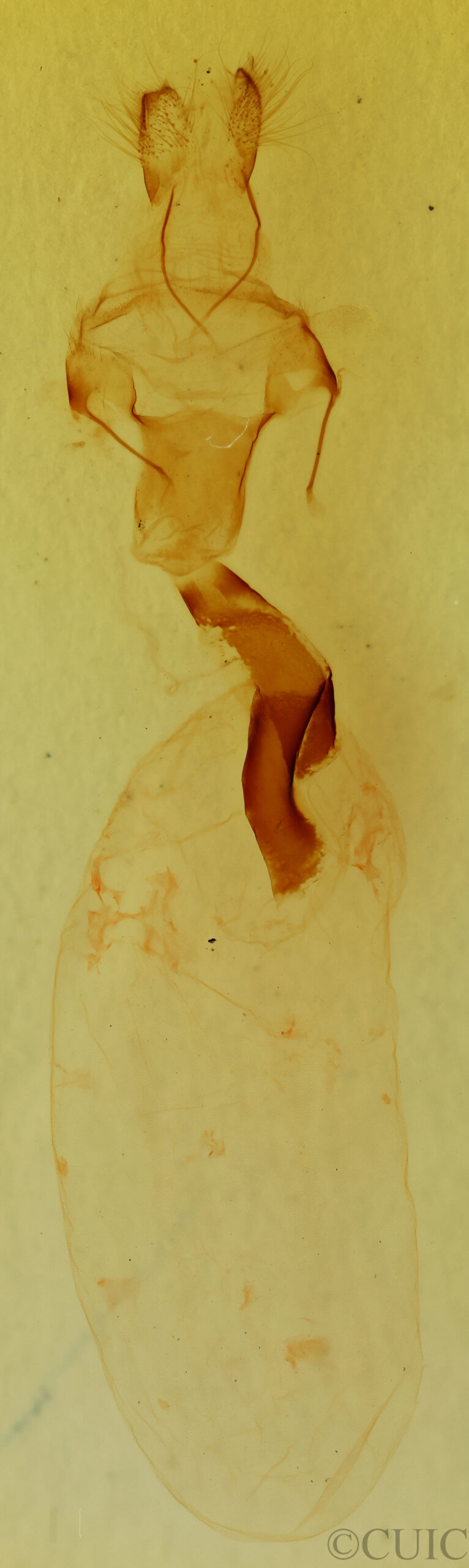 genitalia view of adult Lithophane longior