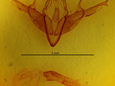 genitalia view of adult Lithophane longior