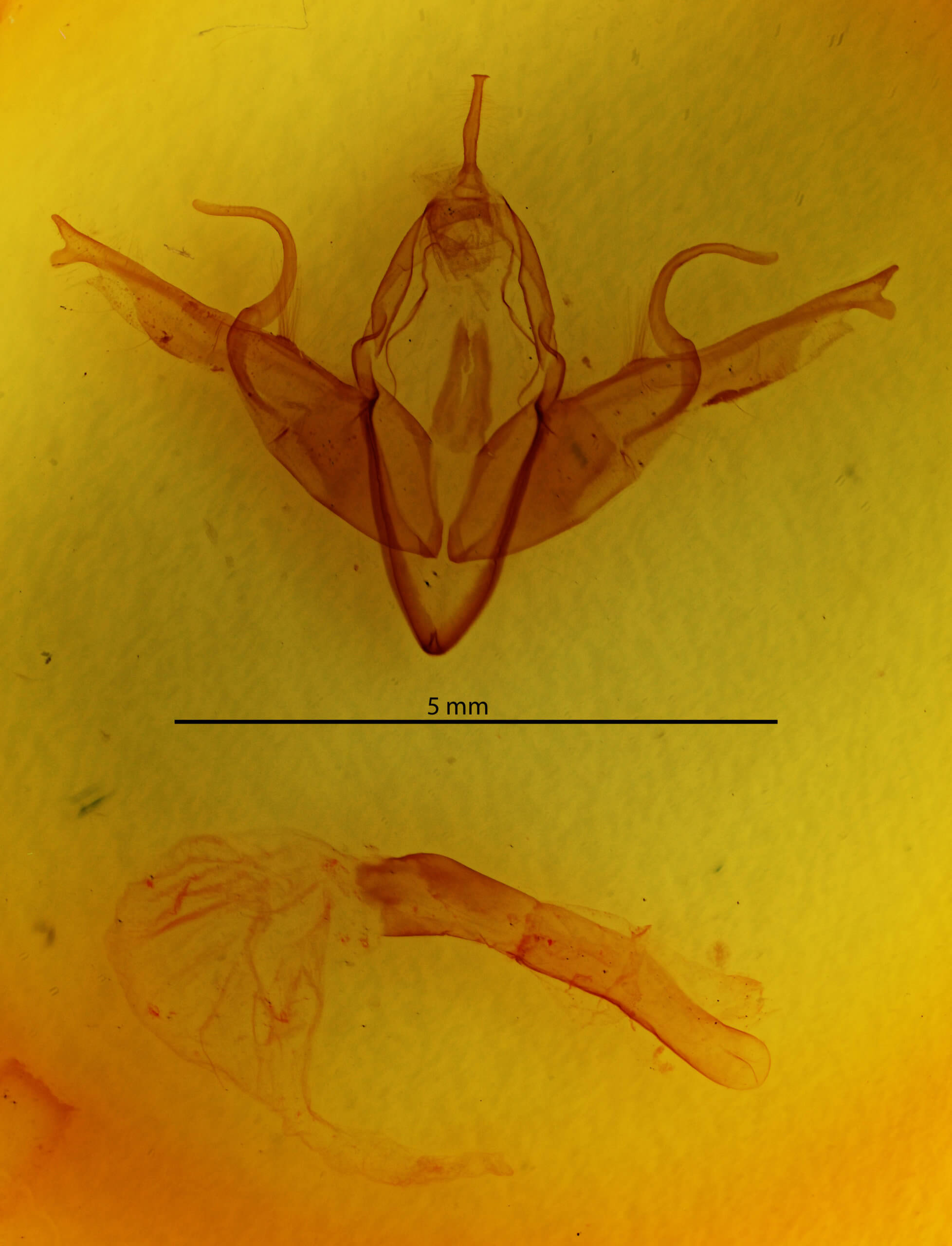 genitalia view of adult Lithophane longior