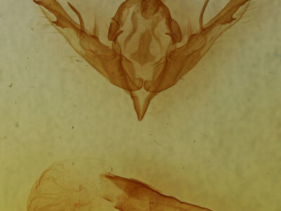 genitalia view of adult Lithophane merckii