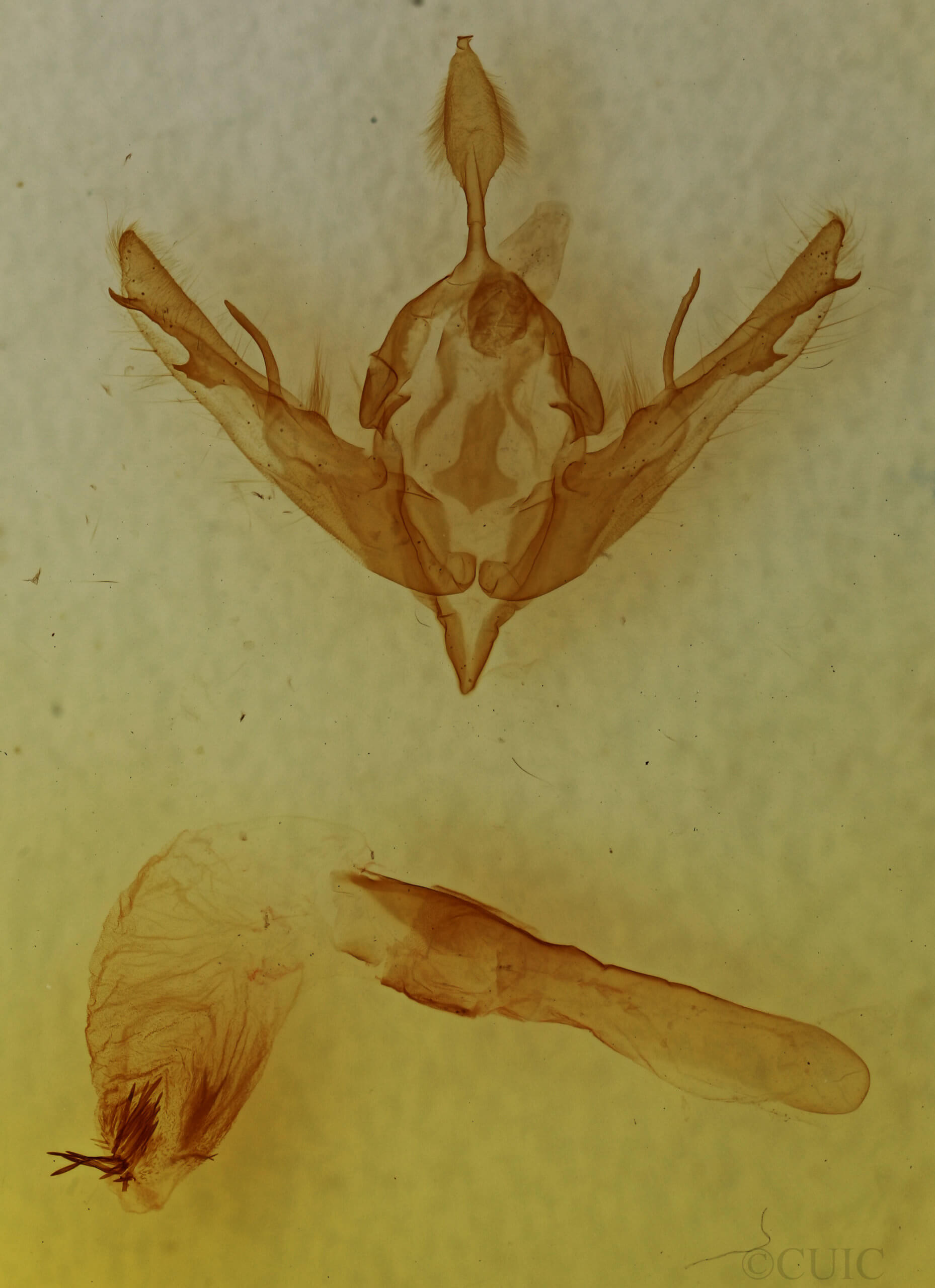 genitalia view of adult Lithophane merckii