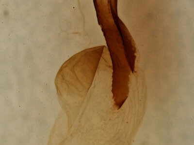 genitalia view of adult Lithophane ornitopus