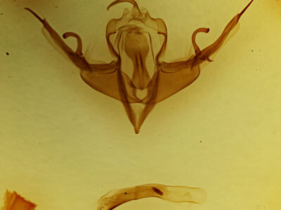 genitalia view of adult Lithophane querquera