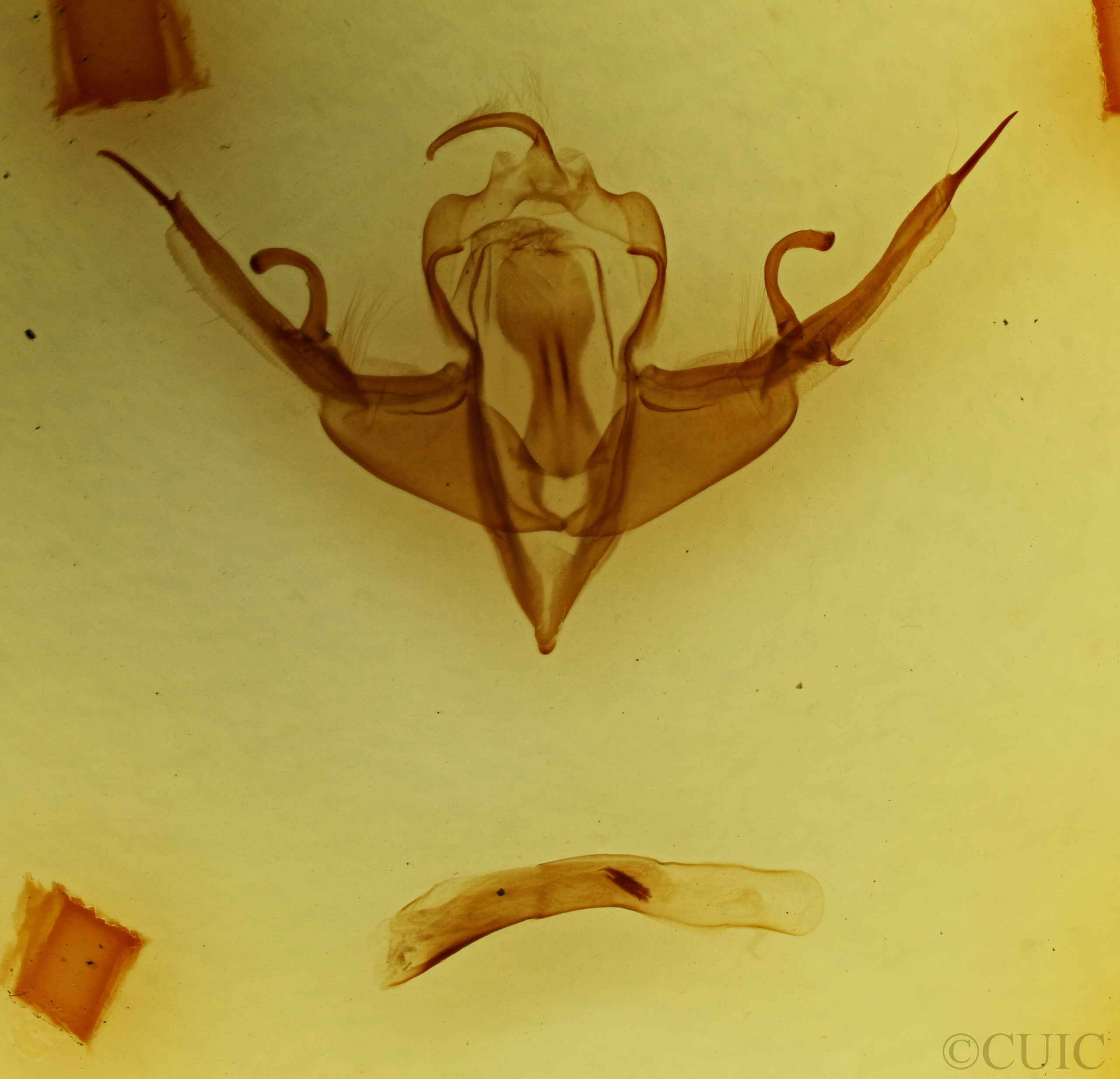 genitalia view of adult Lithophane querquera