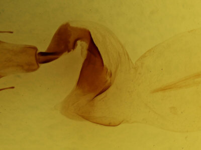 genitalia view of adult Lithophane  querquera