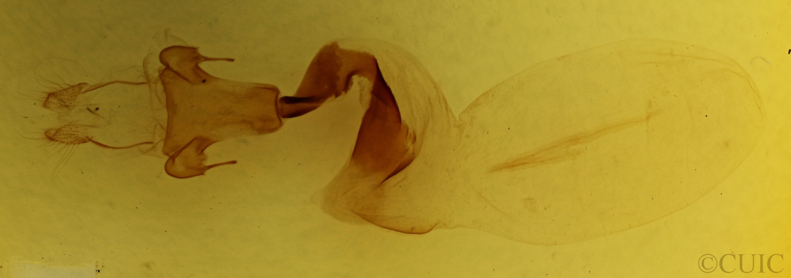 genitalia view of adult Lithophane  querquera