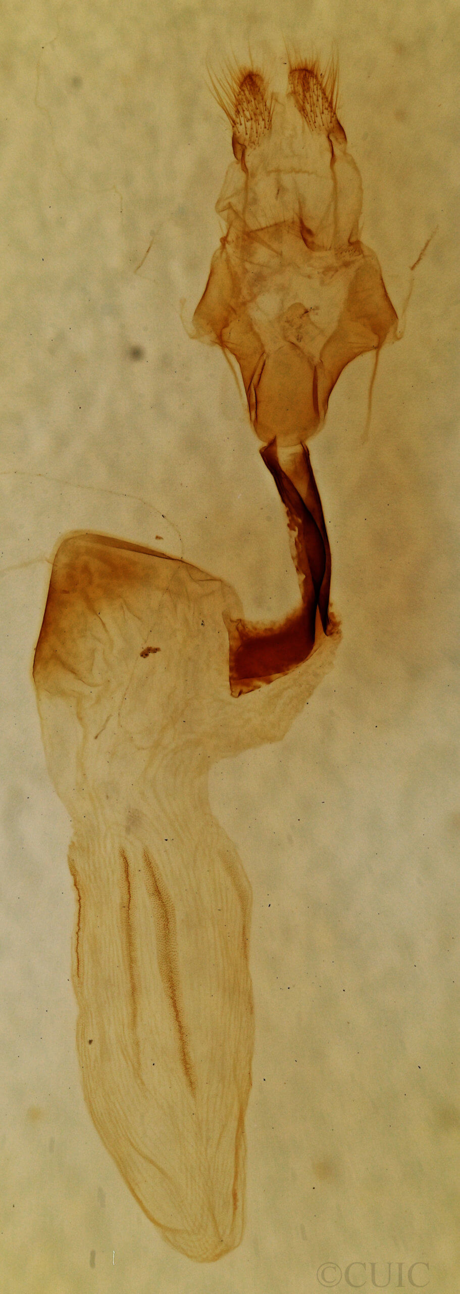 genitalia view of adult Lithophane semibrunnea