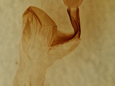 genitalia view of adult Lithophane socia
