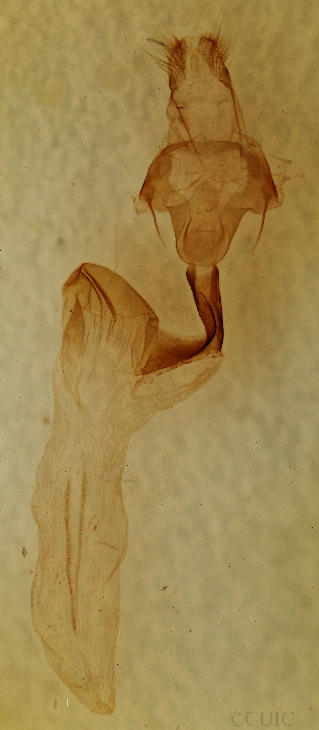 genitalia view of adult Lithophane socia