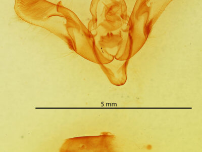 genitalia view of adult Dichagyris proclivis