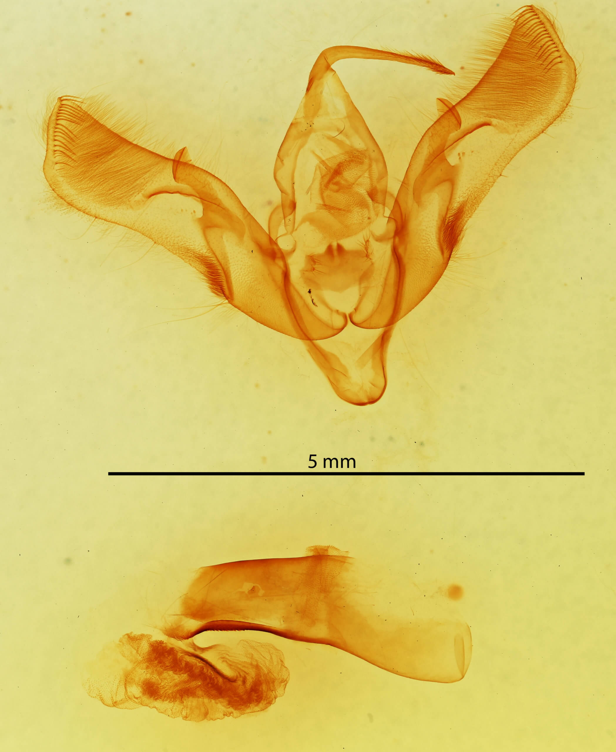 genitalia view of adult Dichagyris proclivis