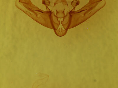 genitalia view of adult Resapamea stipata