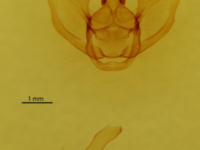 genitalia view of adult Lytrosis sinuosa
