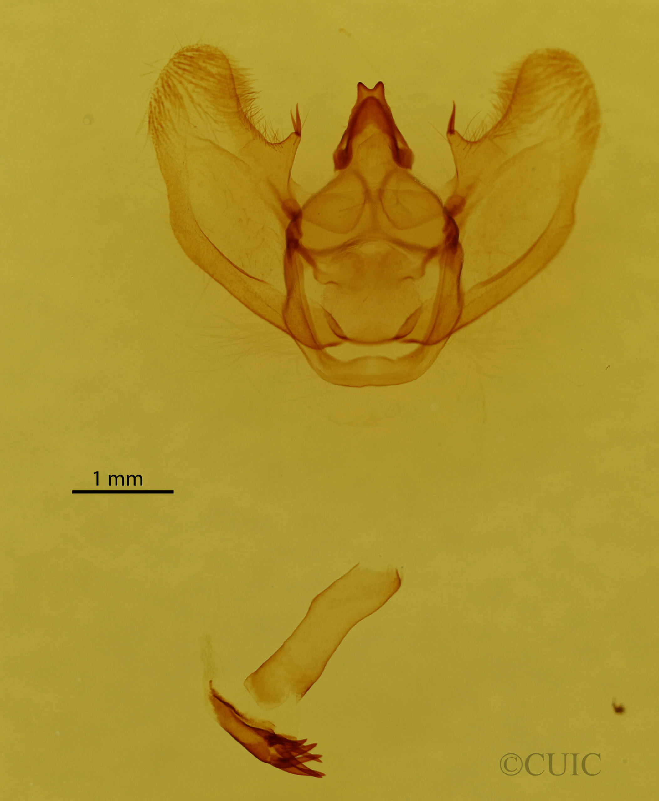 genitalia view of adult Lytrosis sinuosa