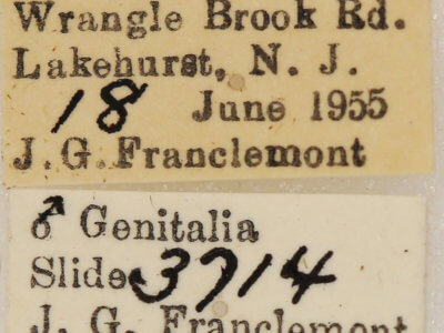 label view of adult Lytrosis sinuosa