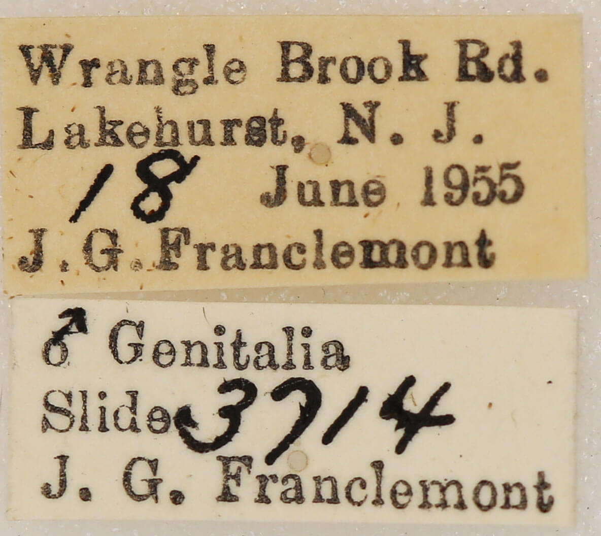 label view of adult Lytrosis sinuosa