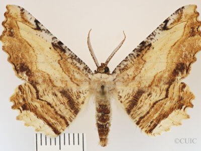 dorsal view of adult Lytrosis sinuosa