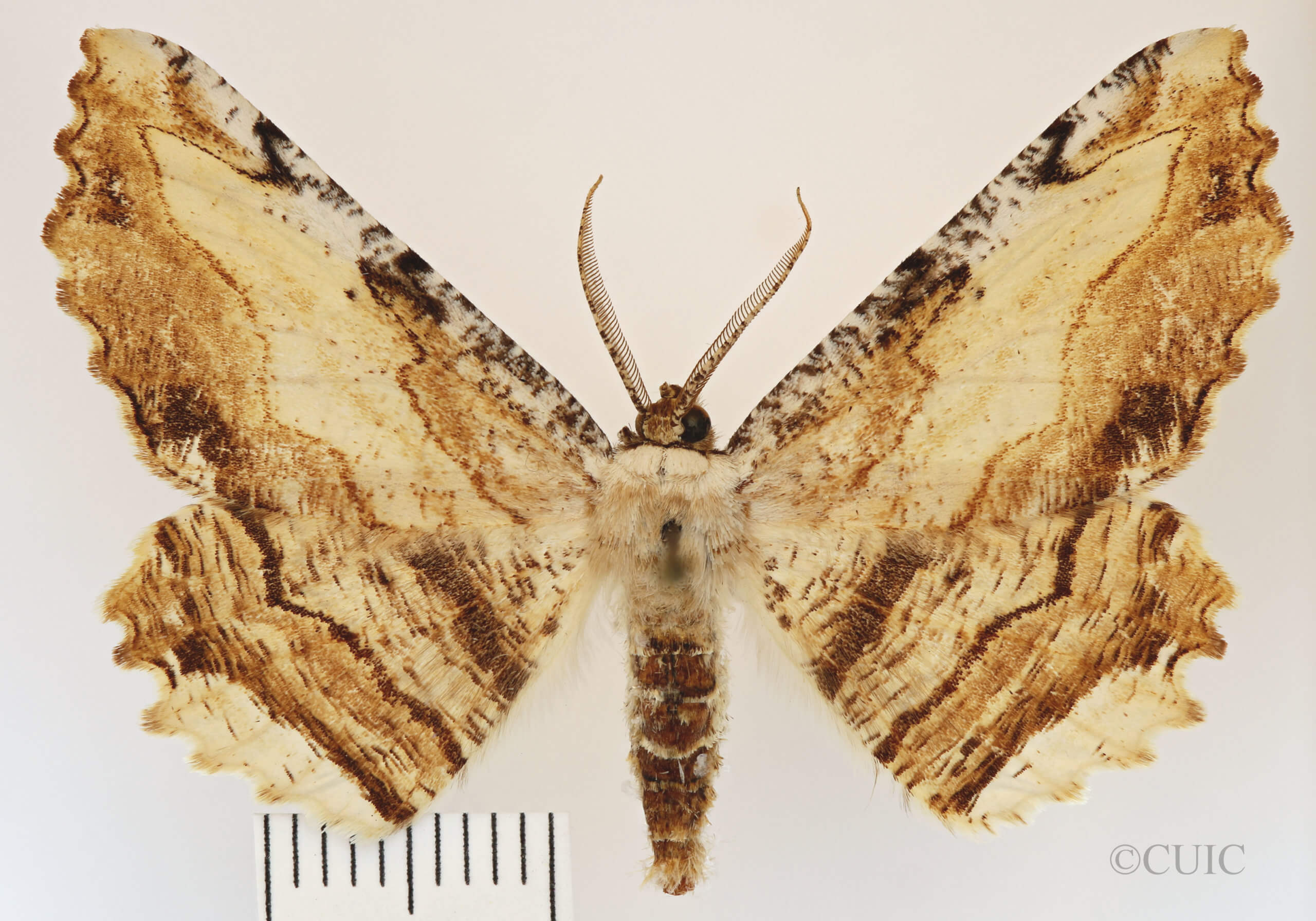 dorsal view of adult Lytrosis sinuosa