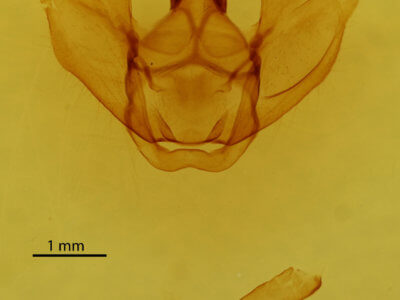 genitalia view of adult Lytrosis sinuosa