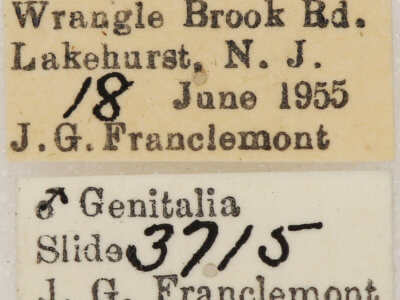 label view of adult Lytrosis sinuosa