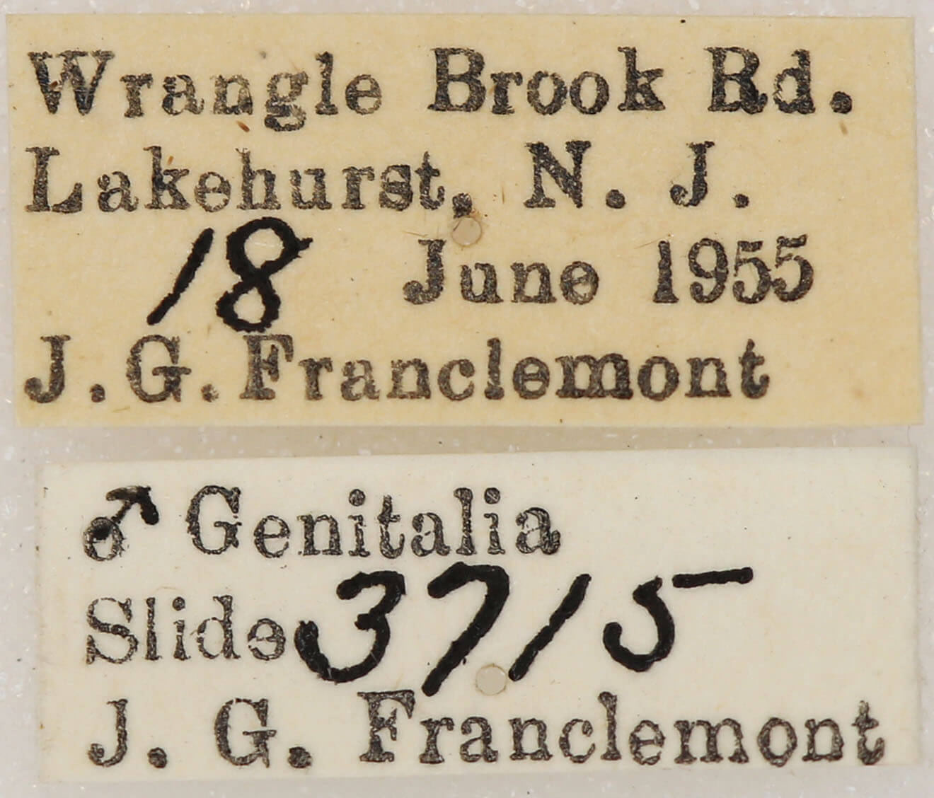 label view of adult Lytrosis sinuosa