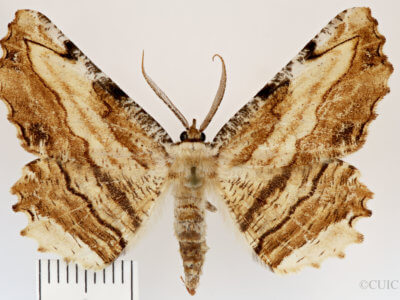 dorsal view of adult Lytrosis sinuosa