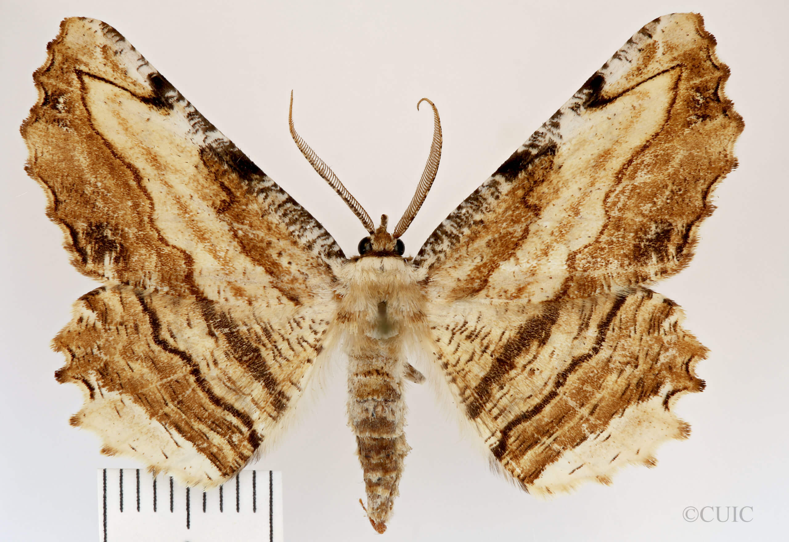 dorsal view of adult Lytrosis sinuosa