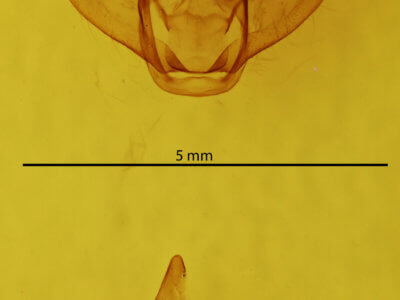 genitalia view of adult Lytrosis unitaria