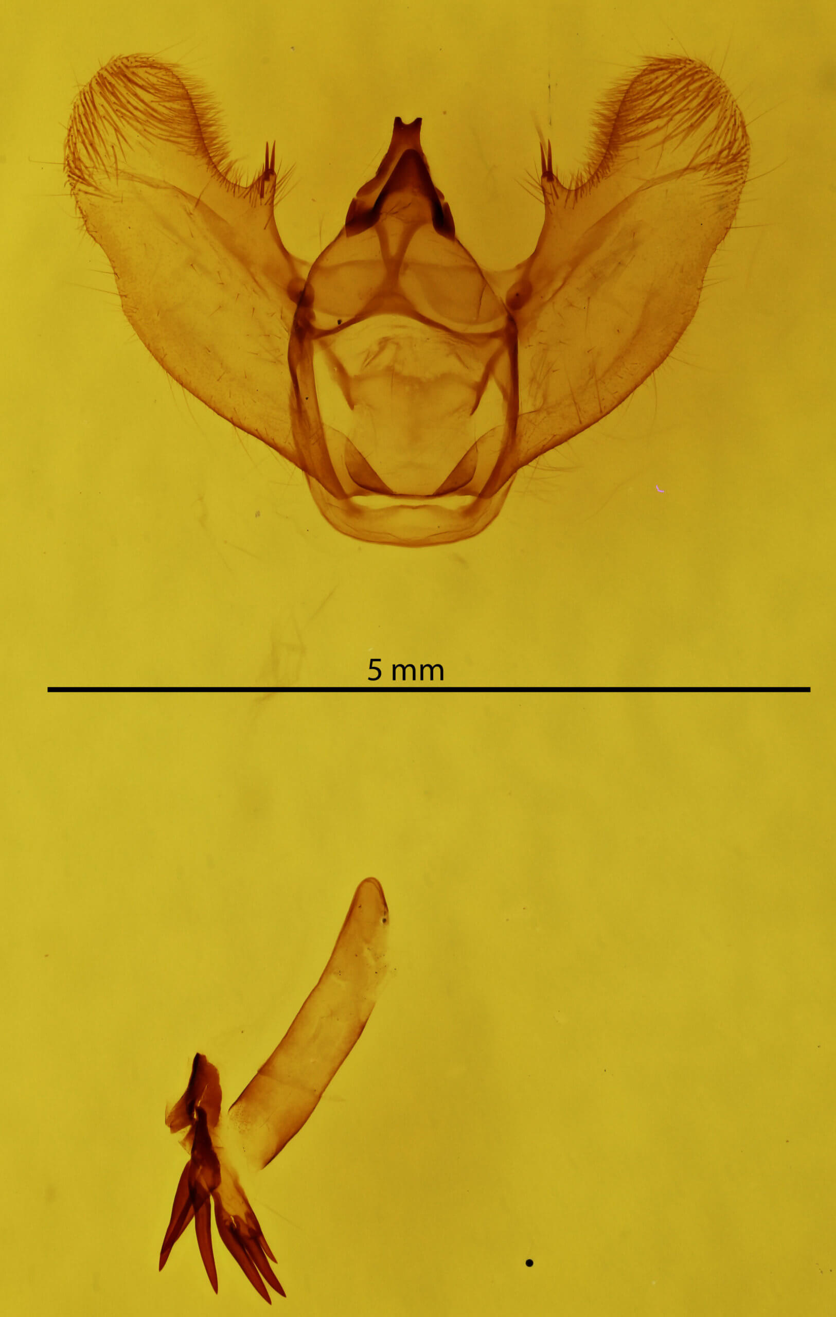 genitalia view of adult Lytrosis unitaria