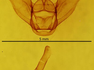 genitalia view of adult Lytrosis unitaria