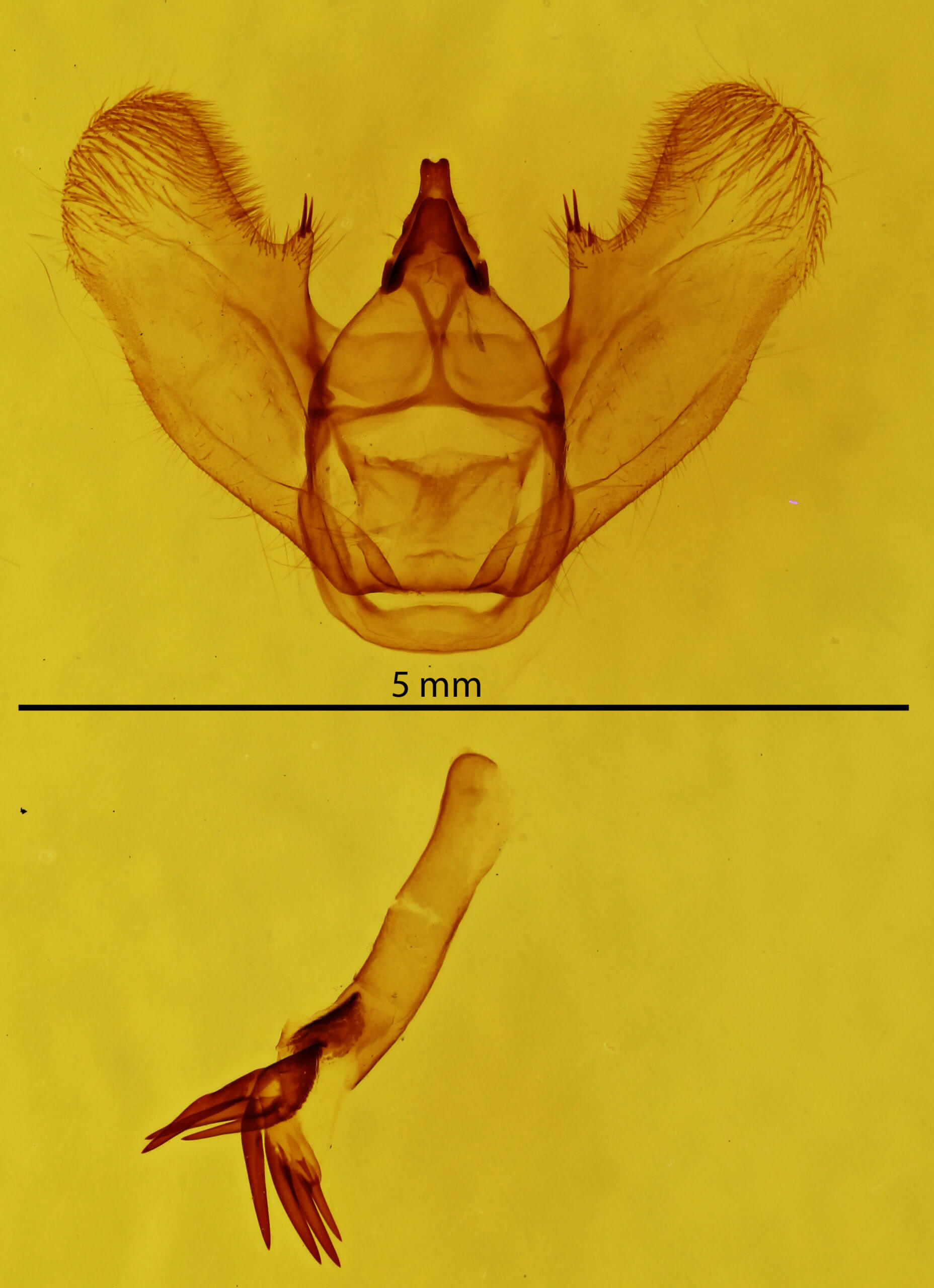 genitalia view of adult Lytrosis unitaria