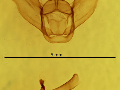 genitalia view of adult Lytrosis unitaria