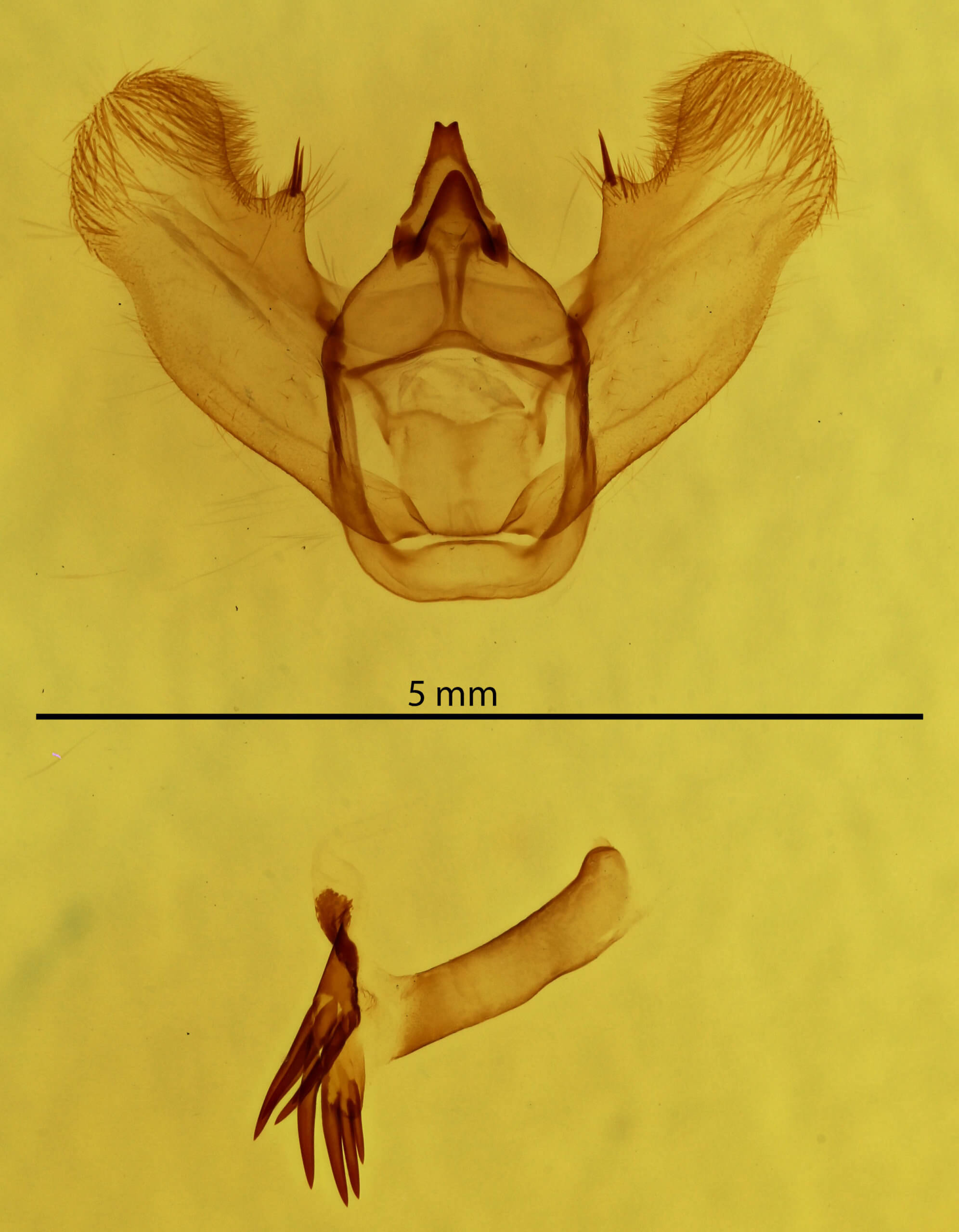 genitalia view of adult Lytrosis unitaria