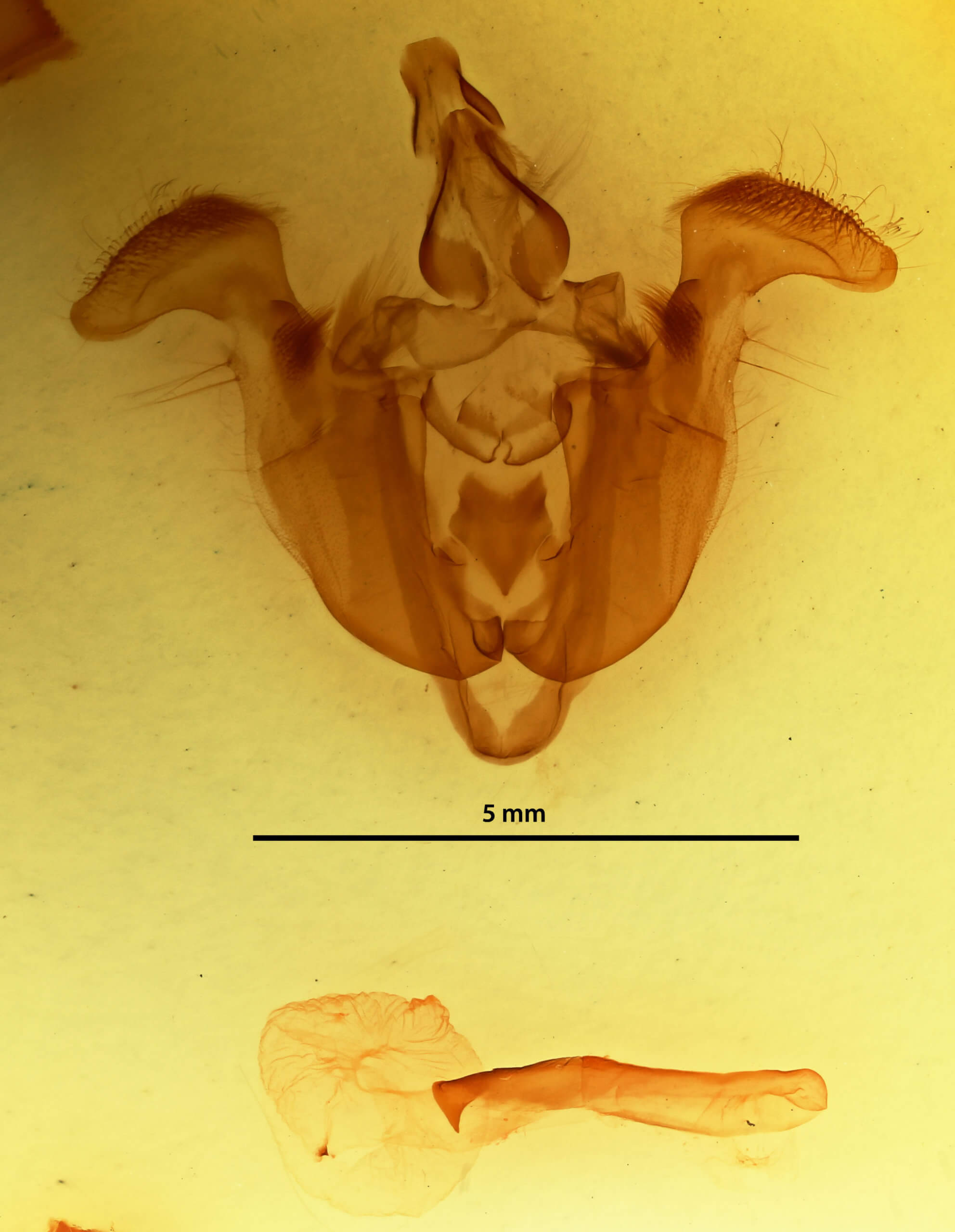 genitalia view of adult Mamestra brassicae
