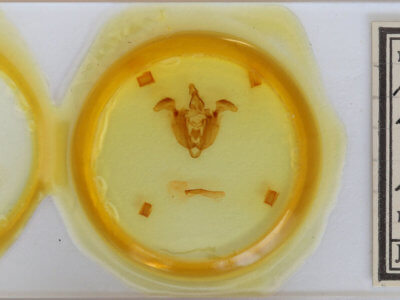 slide view of adult Mamestra brassicae