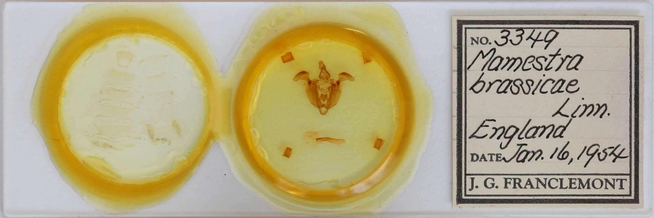 slide view of adult Mamestra brassicae