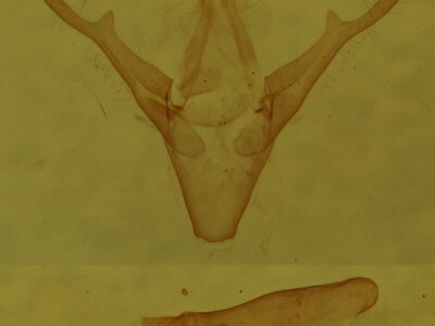 genitalia view of adult Marathyssa inficita