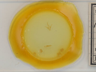 slide view of adult Marathyssa inficita