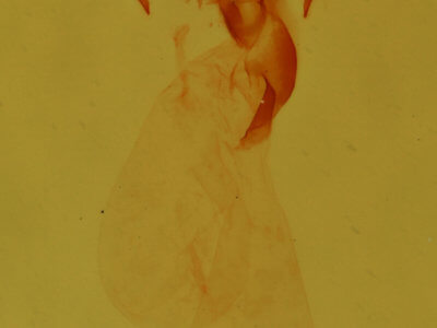 genitalia view of adult Meganola fuscula