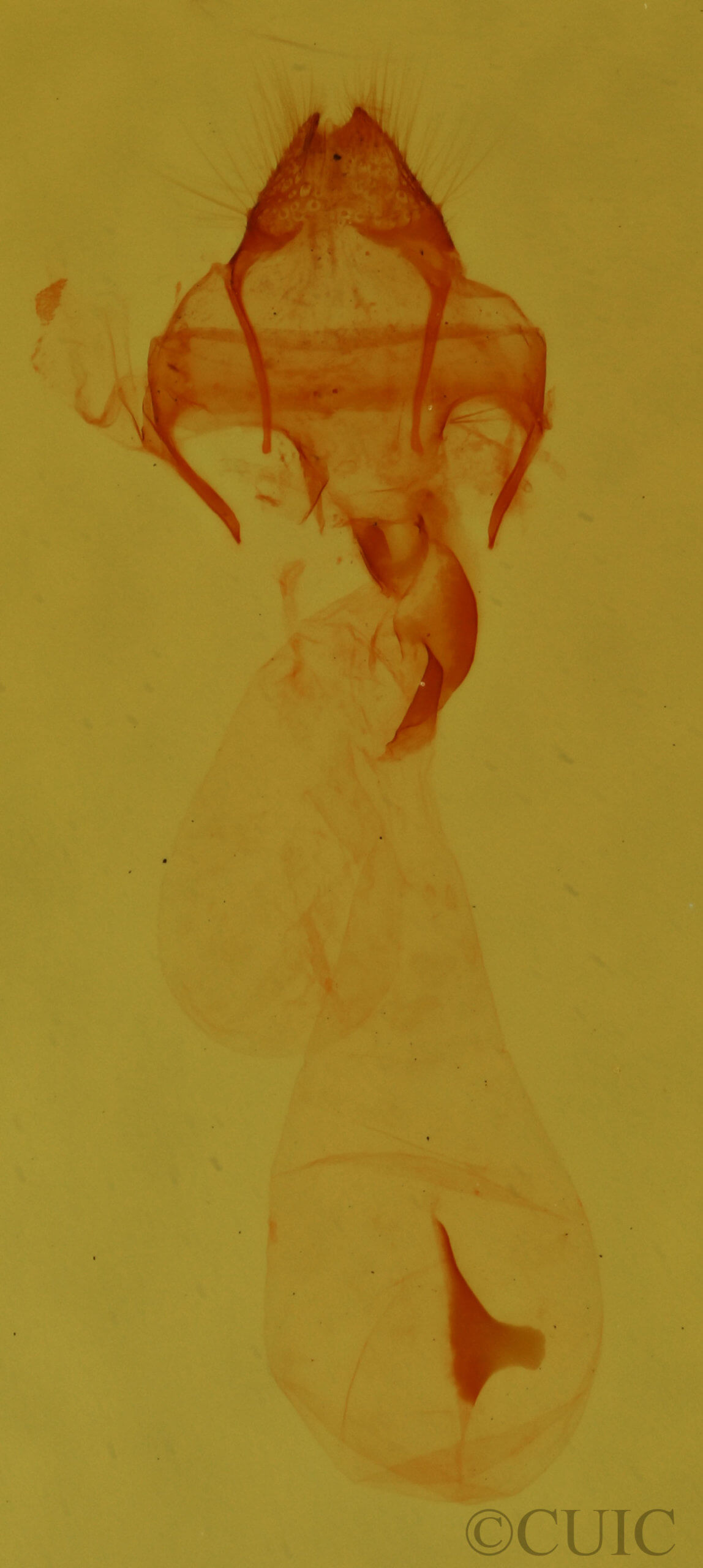 genitalia view of adult Meganola fuscula