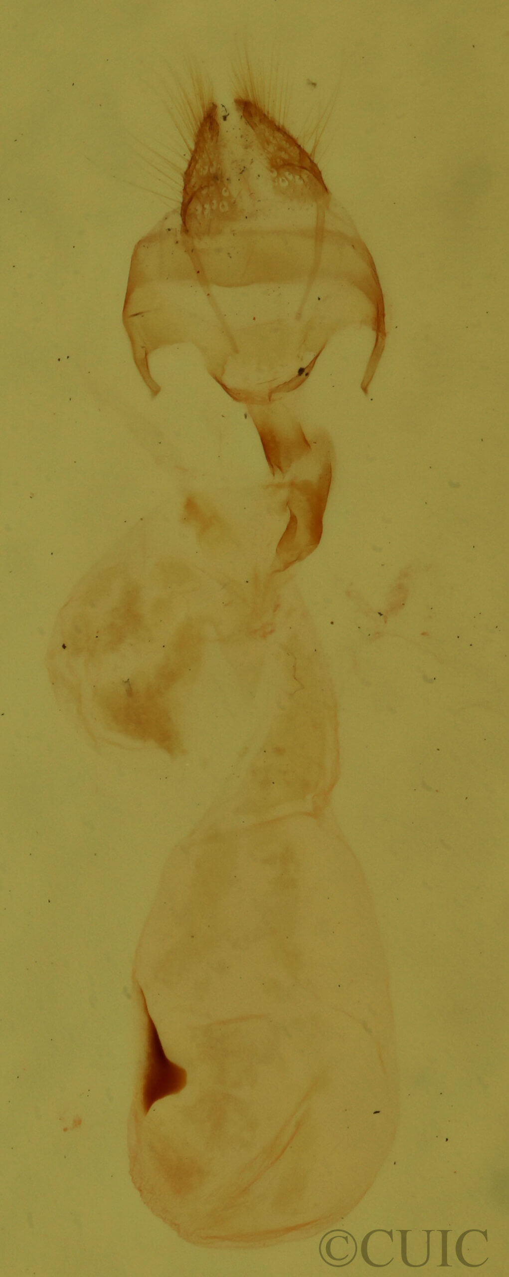 genitalia view of adult Meganola minuscula