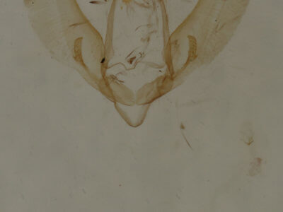 genitalia view of adult Meganola minuscula