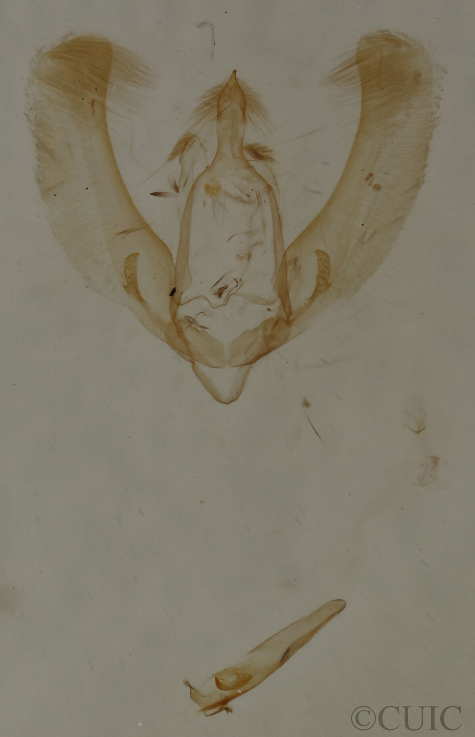 genitalia view of adult Meganola minuscula