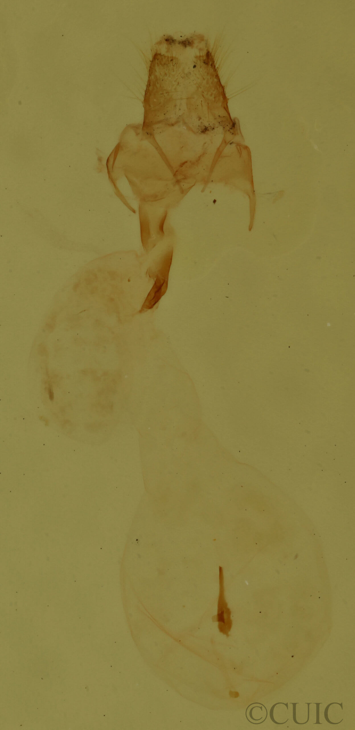 genitalia view of adult Meganola minuscula