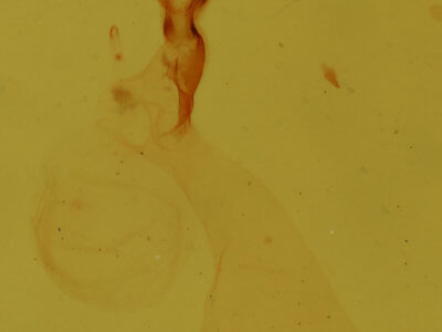 genitalia view of adult Meganola phylla