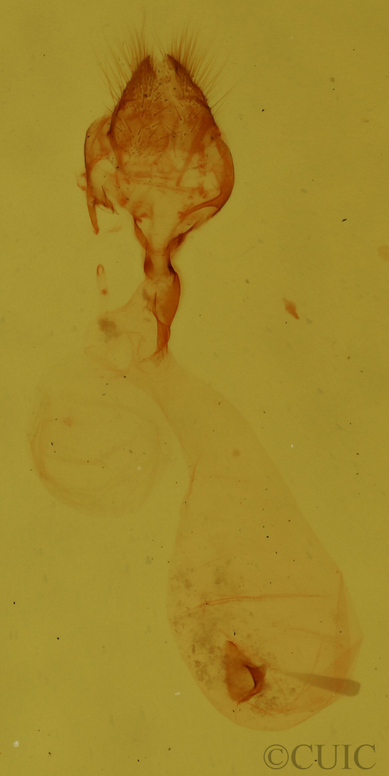 genitalia view of adult Meganola phylla